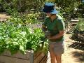 Silverbeet harvest 